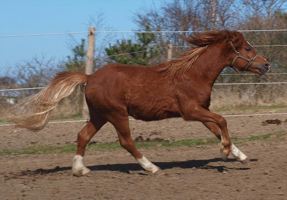 Welsh Mountain (sec A) Meraviglioso H. Cavallino billede 20