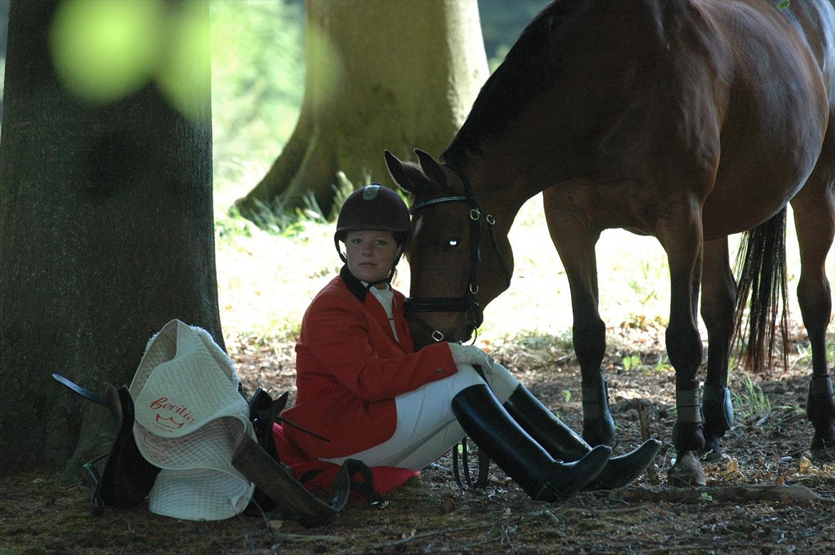 Dansk Varmblod Cecilia billede 15
