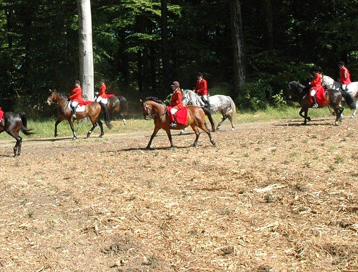 Dansk Varmblod Cecilia billede 16