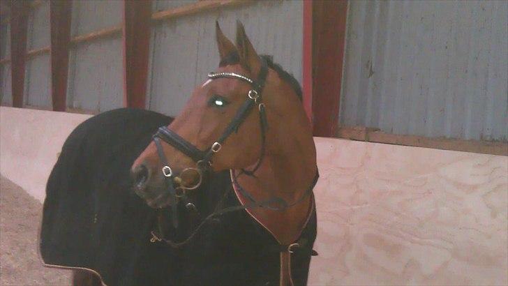 Dansk Varmblod Cecilia - dalum landbrugskole billede 17