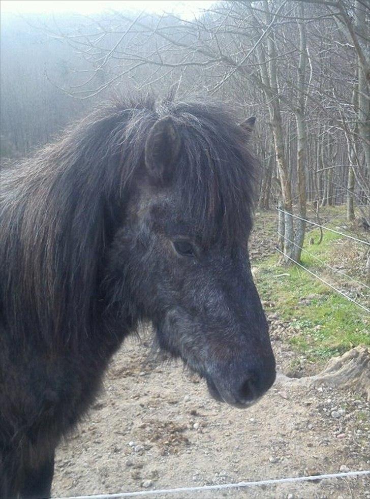 Islænder Sölvi frá Yggdrasil - Velkomme til Sölvi fra yggdrasil `s profil:-) billede 13