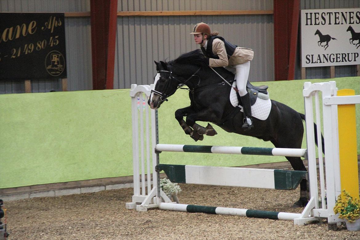 New Forest Adam af wrångebäck - Slangerup Lynge Rideklub billede 15