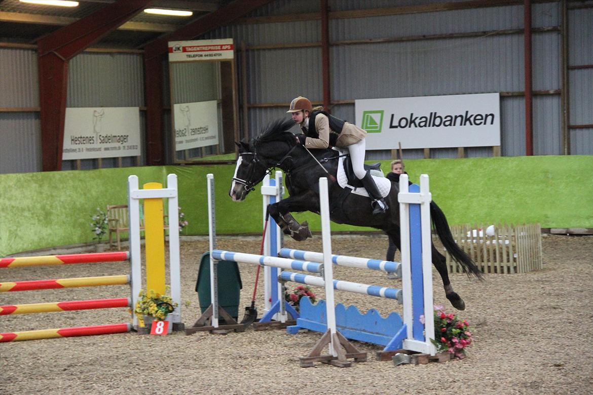 New Forest Adam af wrångebäck - Slangerup Lynge Rideklub billede 16