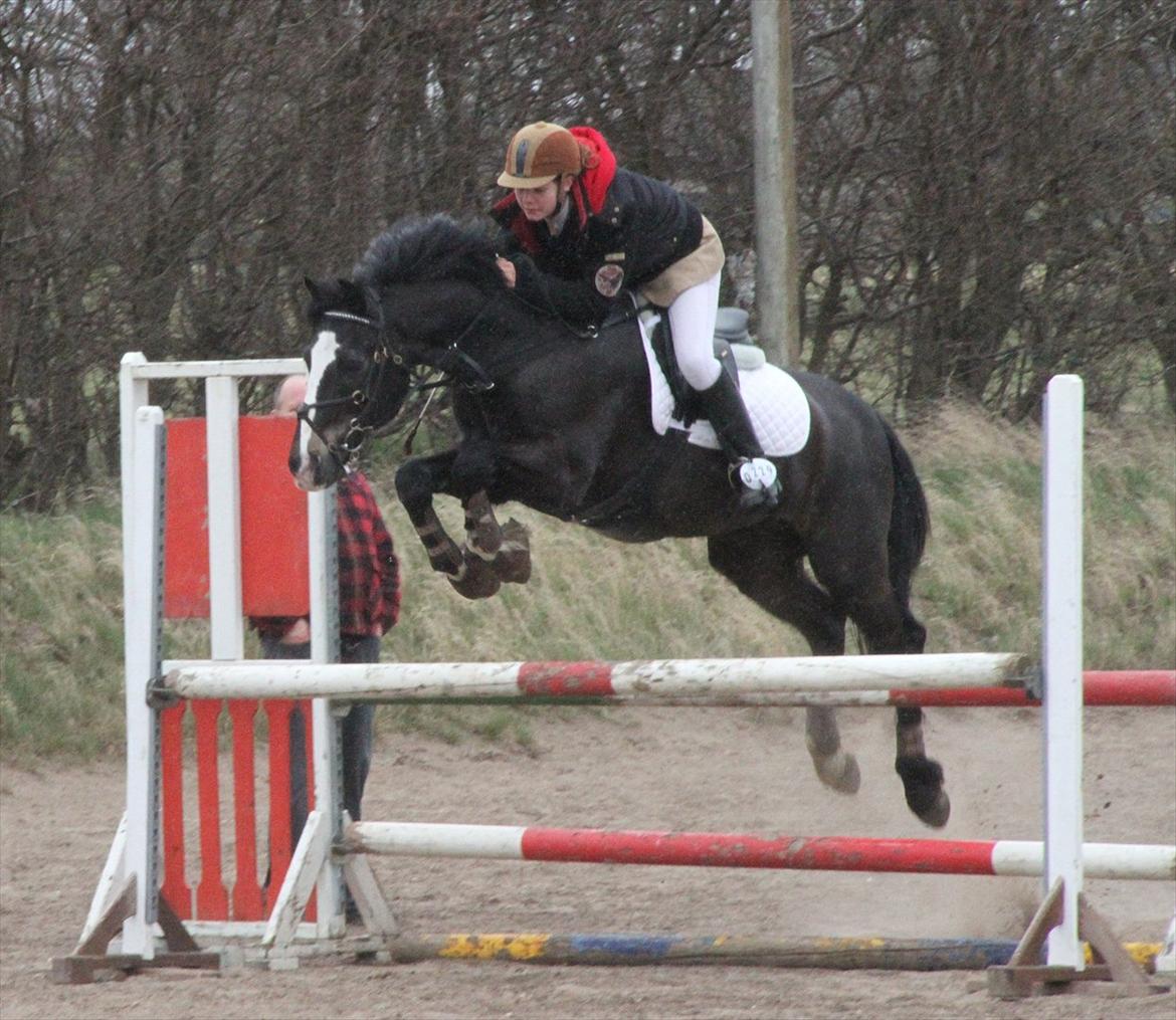 New Forest Adam af wrångebäck - Slangerup Lynge Rideklub Opvarmning billede 5