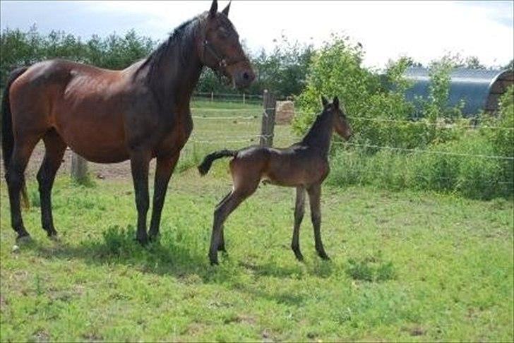 Dansk Varmblod Solheims Victor *SOLGT* - Billede 9: Victor som nyfødt, ude første gang. Få timer gammel billede 9