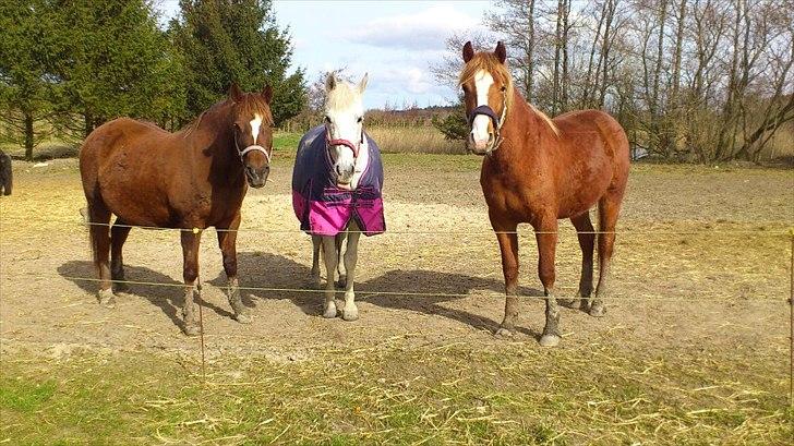 Knabstrupper Golden Nemo himmel hest  - vinter 2012 :) billede 17