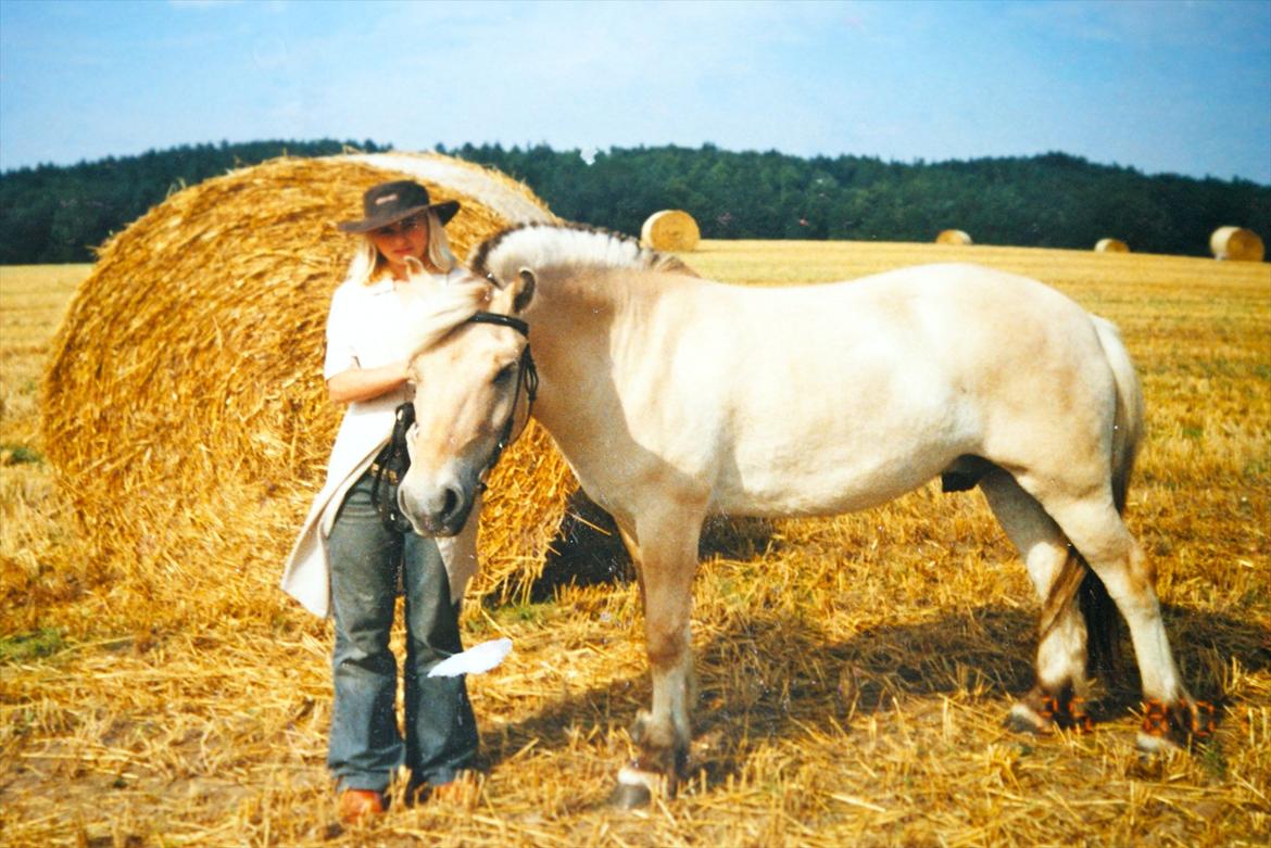 Fjordhest Sonny Boy billede 1