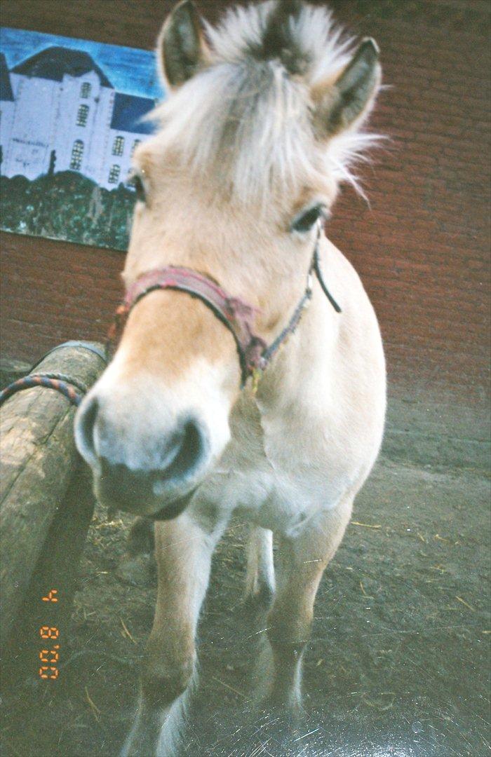 Fjordhest Sonny Boy billede 2