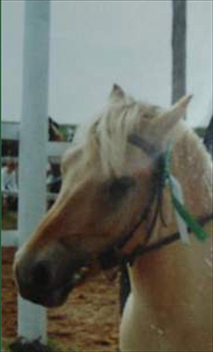 Fjordhest Sonny Boy billede 3