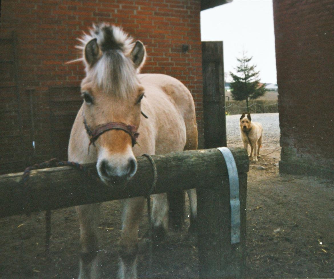 Fjordhest Sonny Boy billede 4