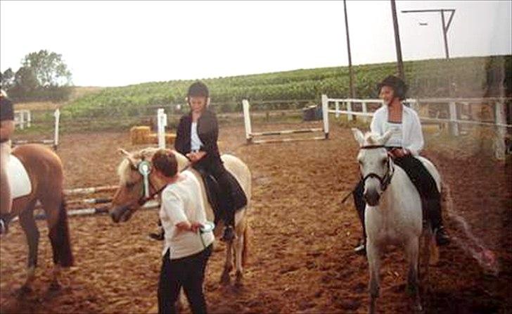 Fjordhest Sonny Boy billede 5