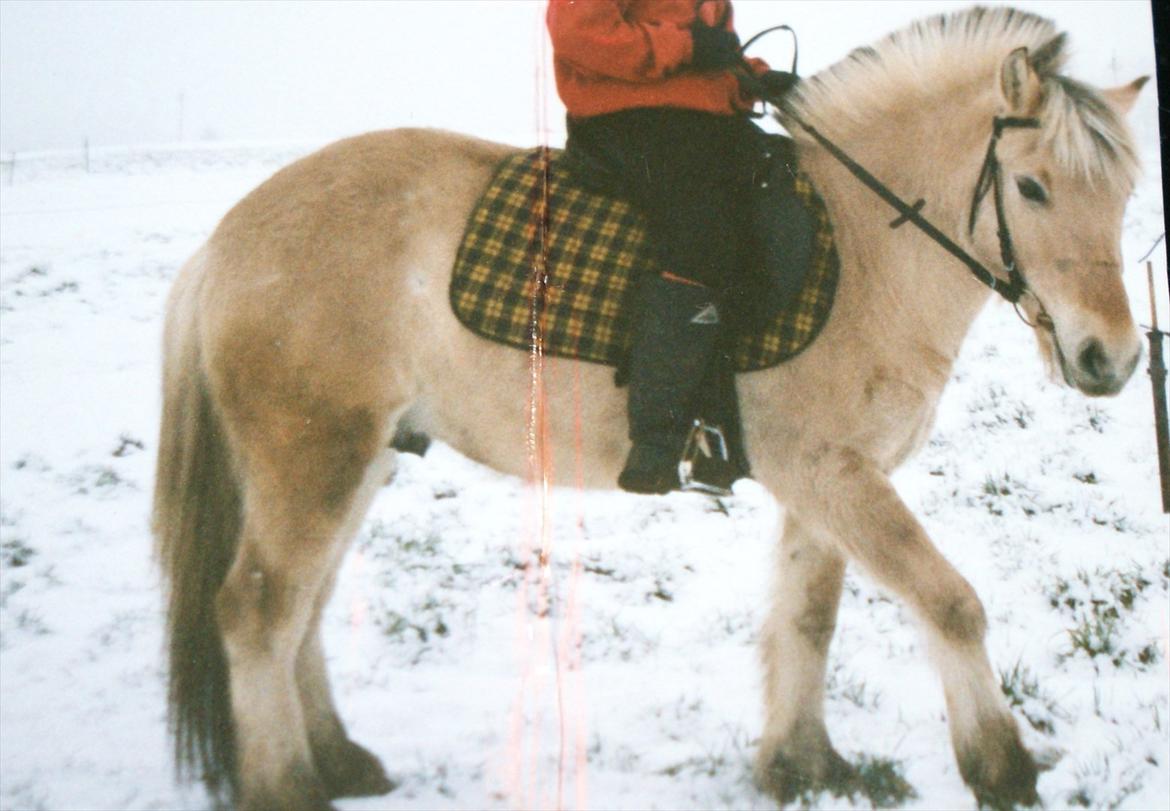 Fjordhest Sonny Boy billede 6