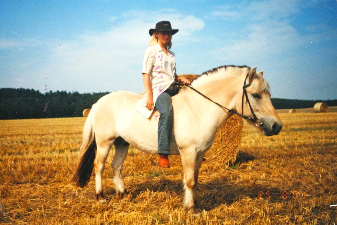 Fjordhest Sonny Boy billede 7