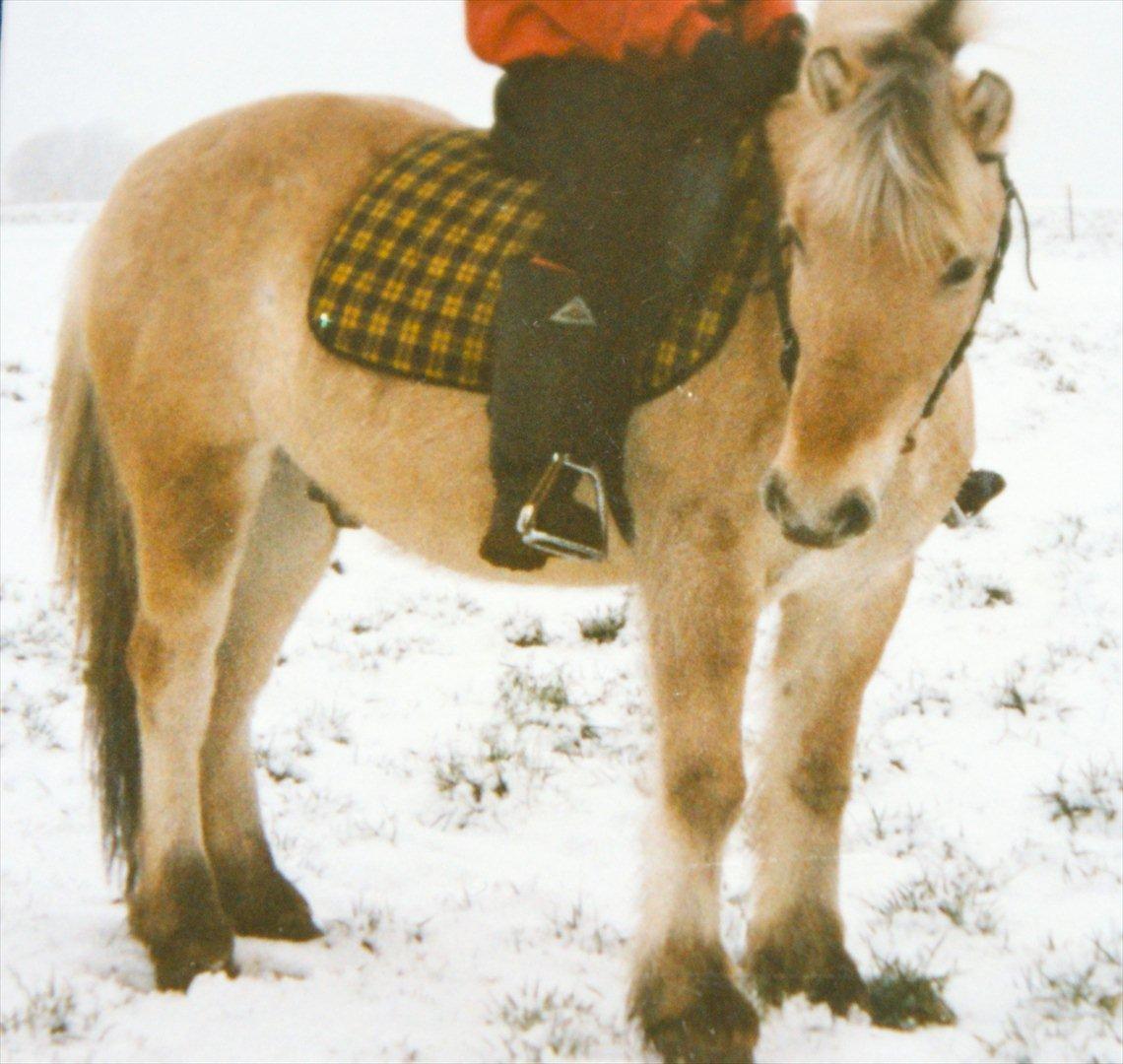 Fjordhest Sonny Boy billede 8