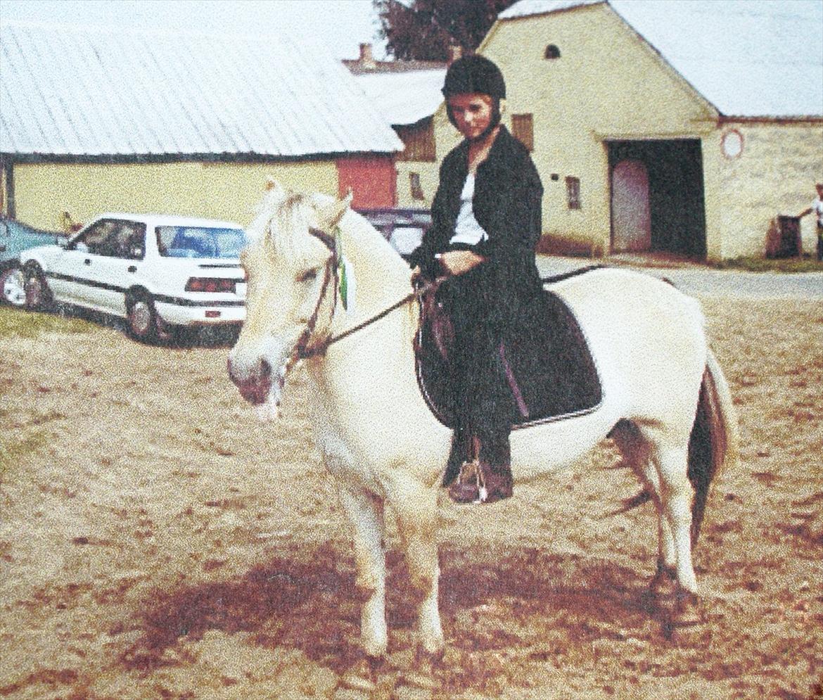 Fjordhest Sonny Boy billede 9