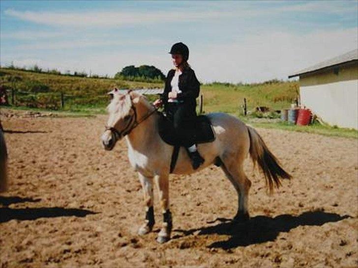 Fjordhest Sonny Boy billede 10