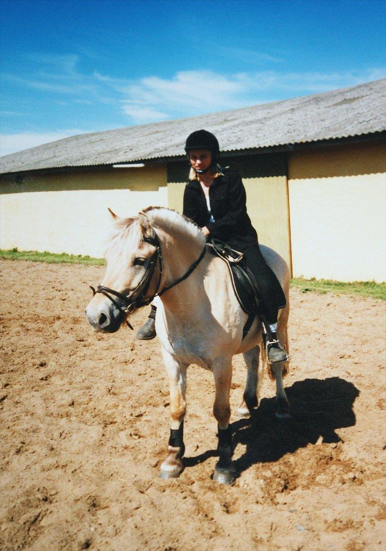 Fjordhest Sonny Boy billede 11