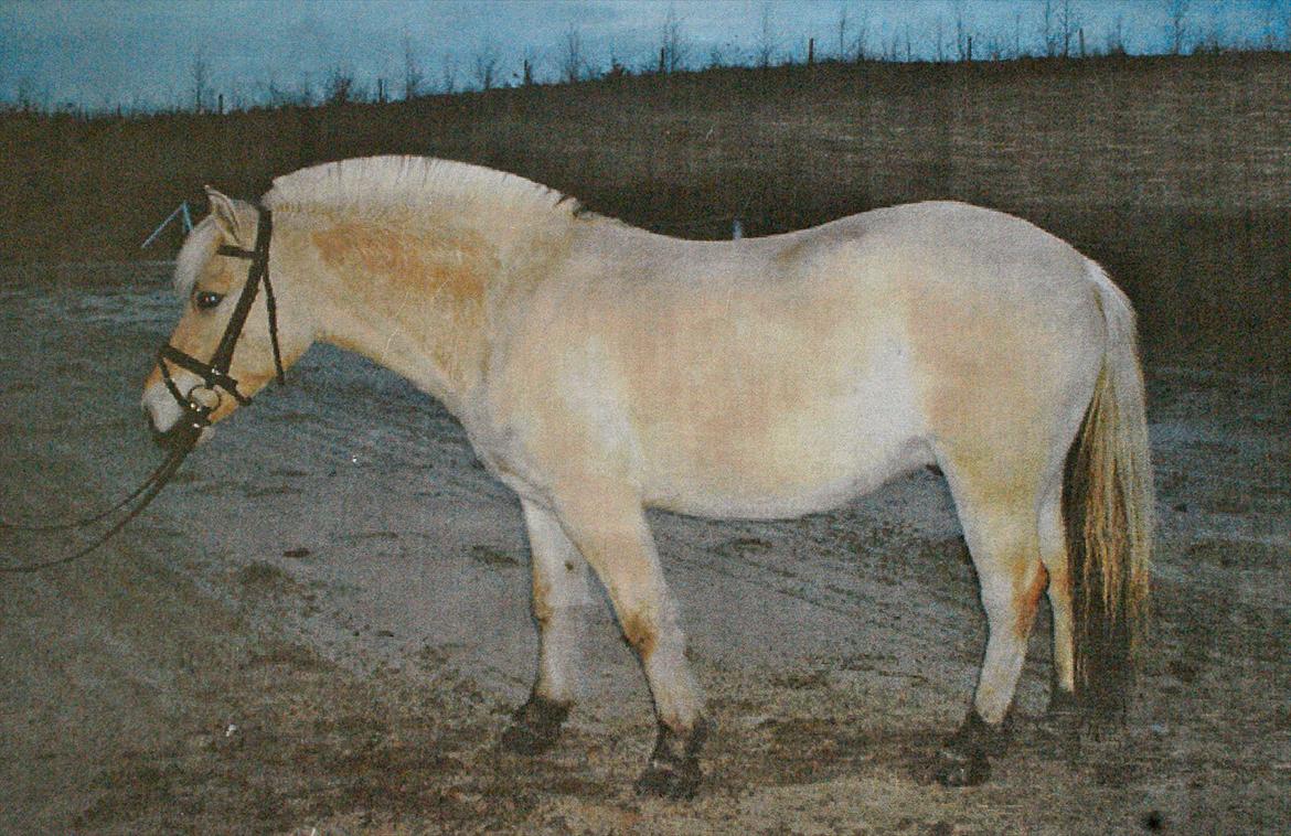 Fjordhest Sonny Boy billede 12