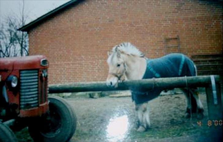 Fjordhest Sonny Boy billede 13