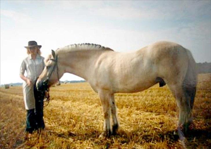 Fjordhest Sonny Boy billede 14