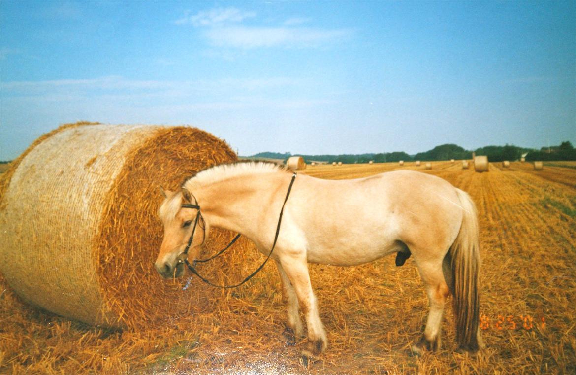 Fjordhest Sonny Boy billede 15