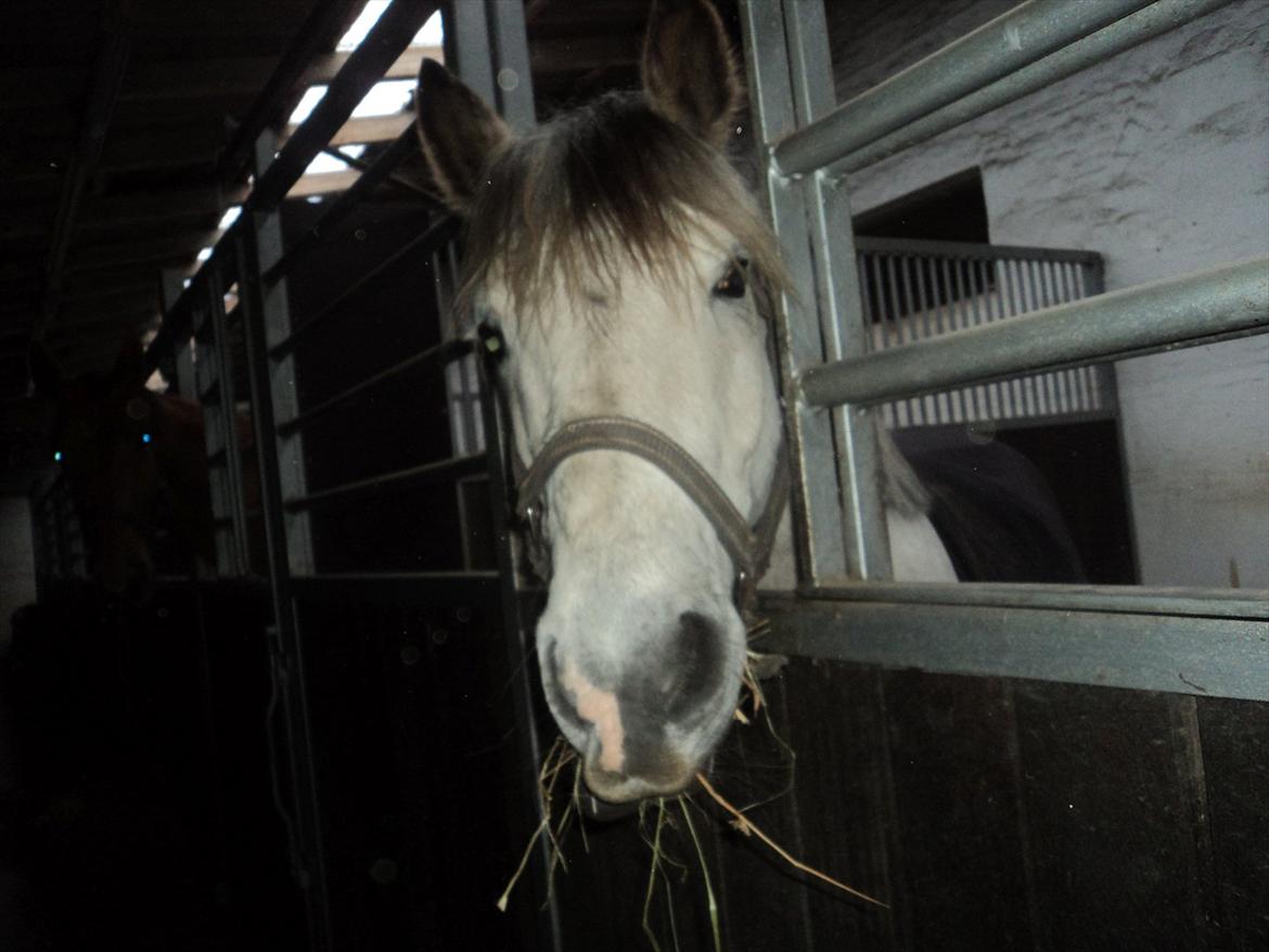 Anden særlig race Svanfolks Hassan (Tidl. hest) - Jeg kan altid snakke!! Ogs når jeg spiser :D<3 billede 16