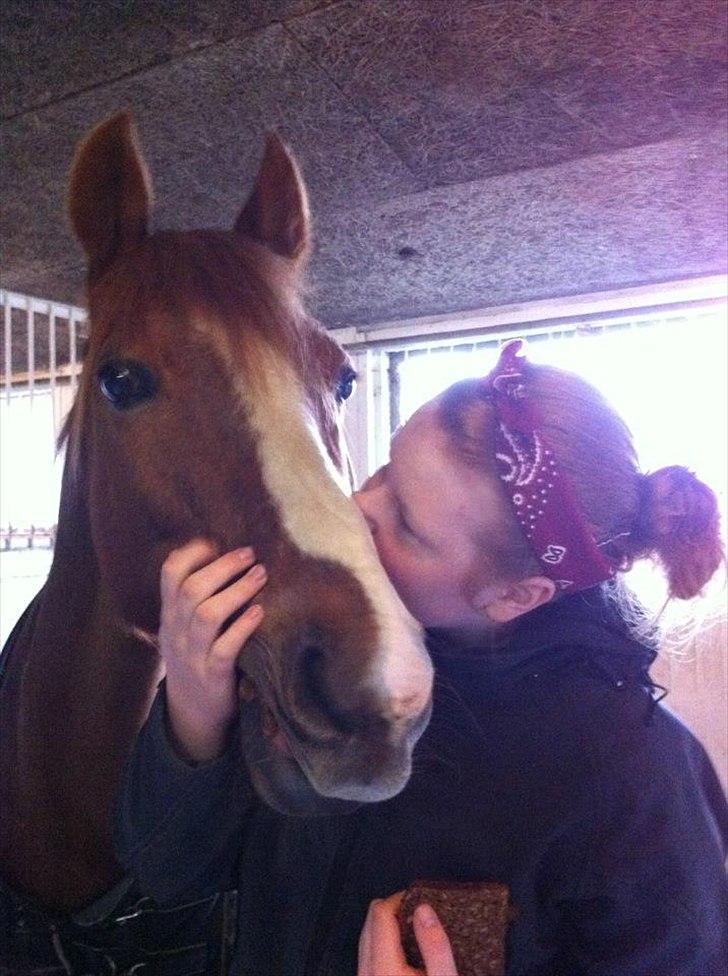 DSP Pyrrhula [Himmelhest] - Nogle timer inden hun blev aflivet <3 R.I.P min skat <3 <3 billede 19