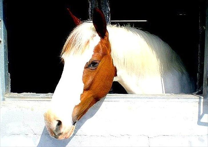 Pinto • CANUPA WAKAN AF VÆNGELY • - 9) Nup nyder aften solen :-)
 Foto:// Amalie Boisen.  billede 9