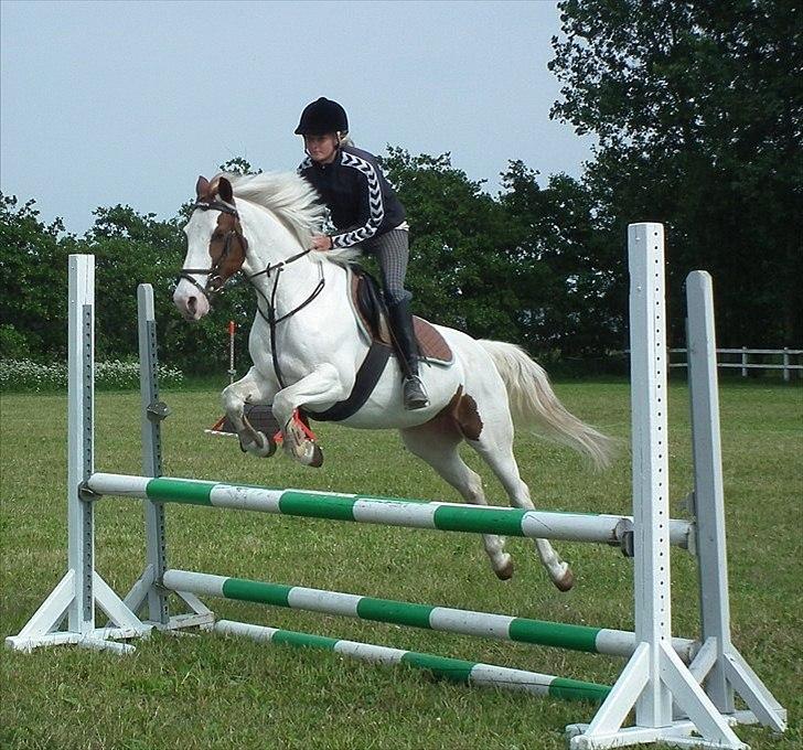 Pinto • CANUPA WAKAN AF VÆNGELY • - 10) Springtræning på græssen 2011-
Foto:// Ann-sofie Klausen billede 10