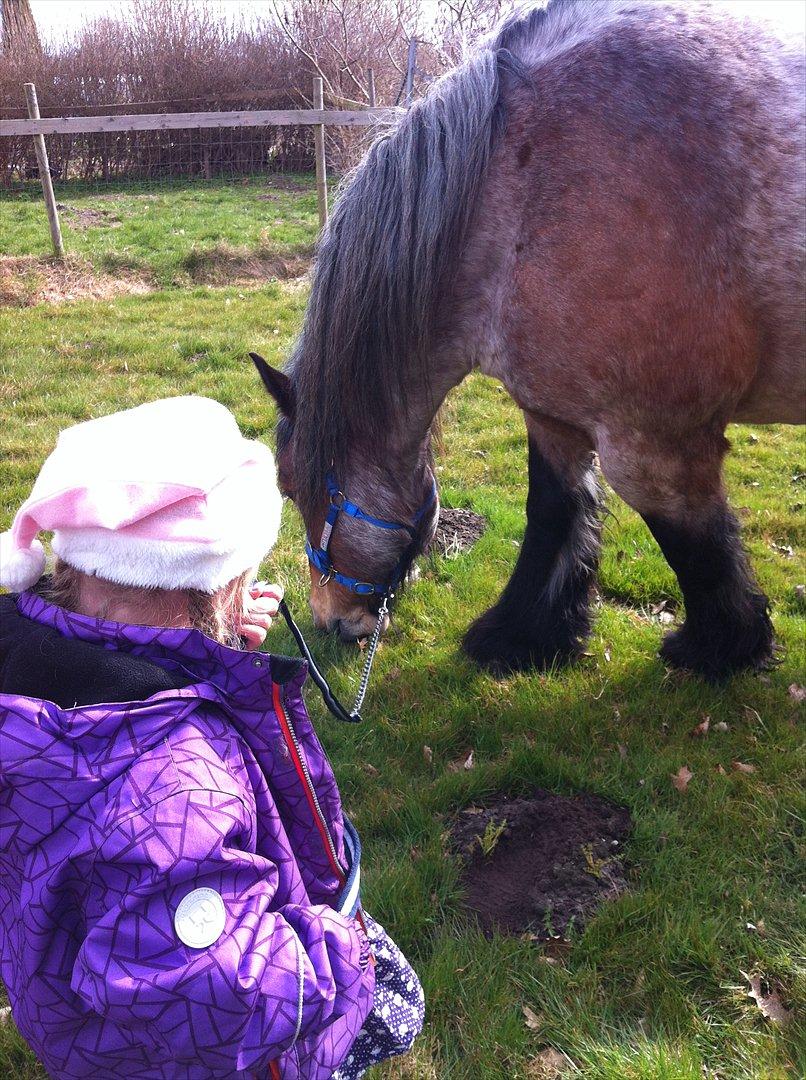 Belgier Odin(Nils Tjer-Rildmoseg) - Lille Odin hjemme i baghaven. April 2012. billede 5