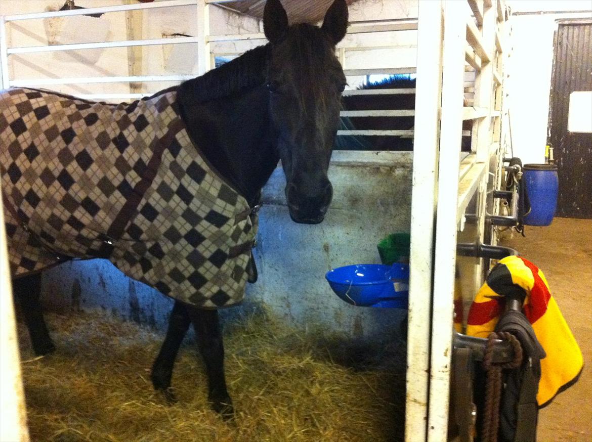 Knabstrupper Bendorff's Bella billede 16