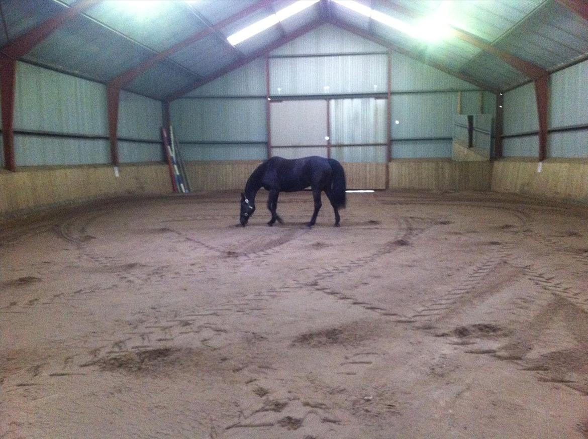 Knabstrupper Bendorff's Bella billede 11