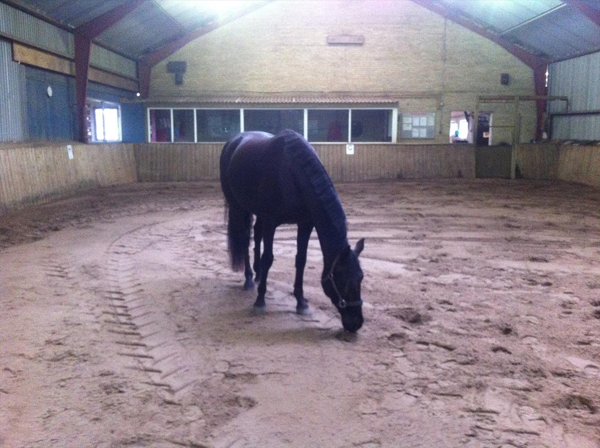 Knabstrupper Bendorff's Bella billede 12