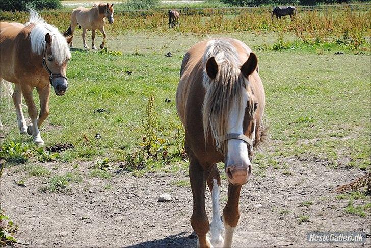 Welsh Cob (sec D) Khesjans Kandi Man billede 20