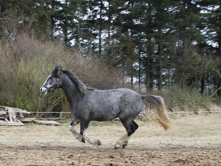 Welsh Partbred (Sec F) Gravens Fairytale (SOLGT) - vinter/forår 2012 billede 21