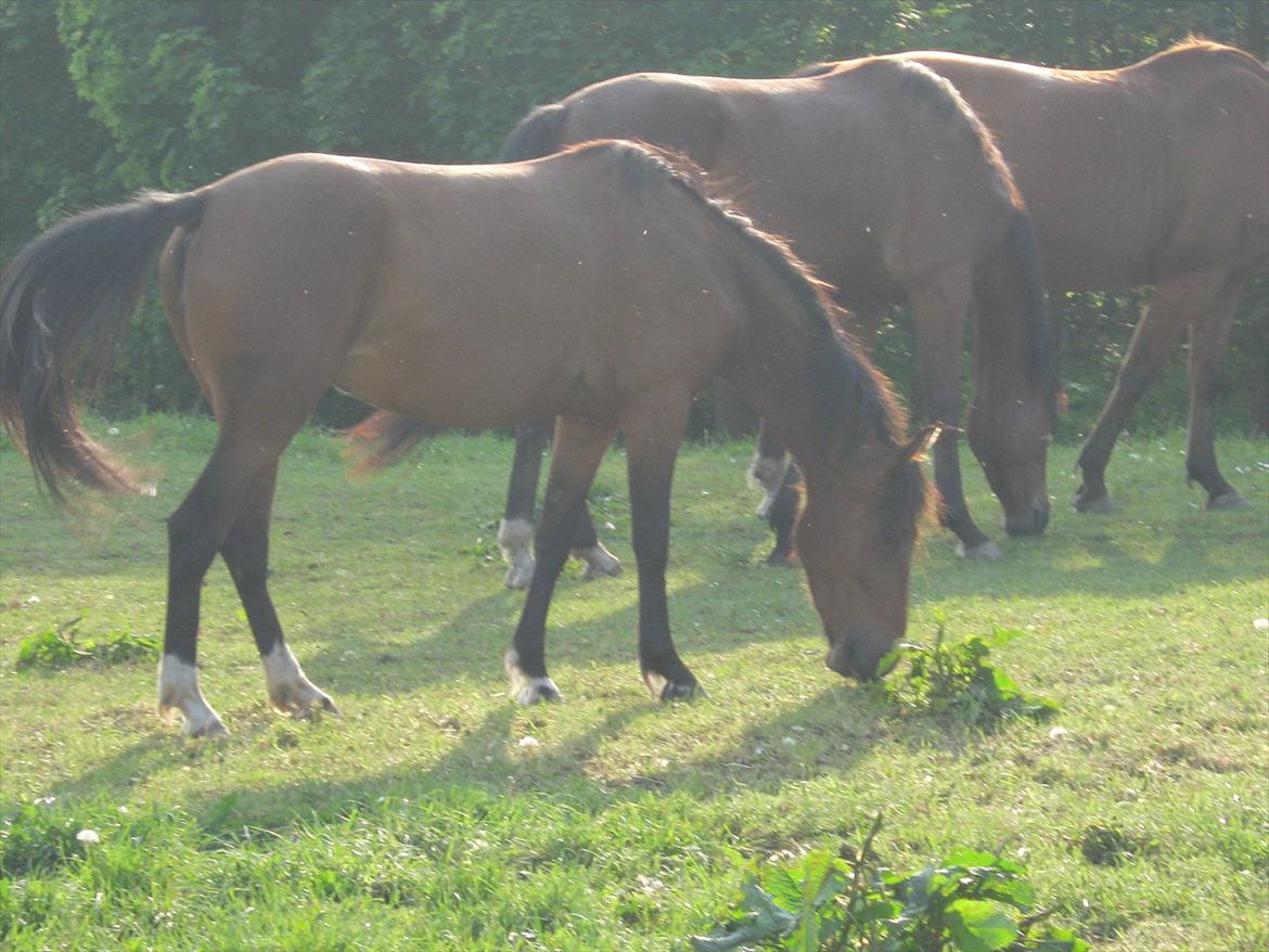 Anden særlig race Quick Brown Lady Z billede 13
