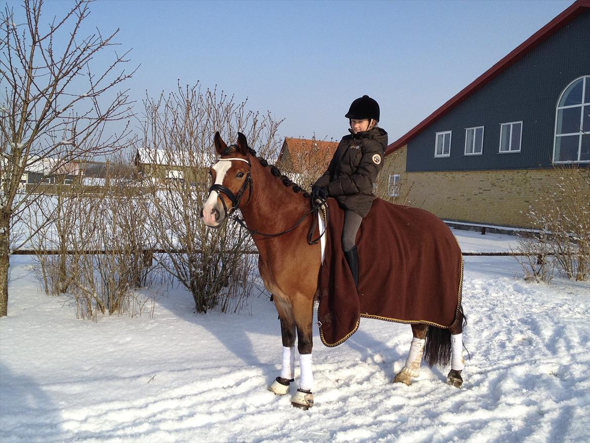 Welsh Cob (sec D) Fjordglimt Mr. Kennedy - Mig og Kennedy i sneen billede 6