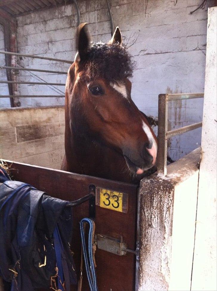 Welsh Pony af Cob-type (sec C) Haymos Chameur *solgt* - min lille krølle top :-D 
 billede 12