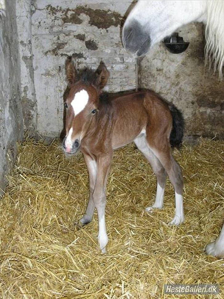 Welsh Pony af Cob-type (sec C) Haymos Chameur *solgt* - min lille dreng som føl <3<3 billede 8