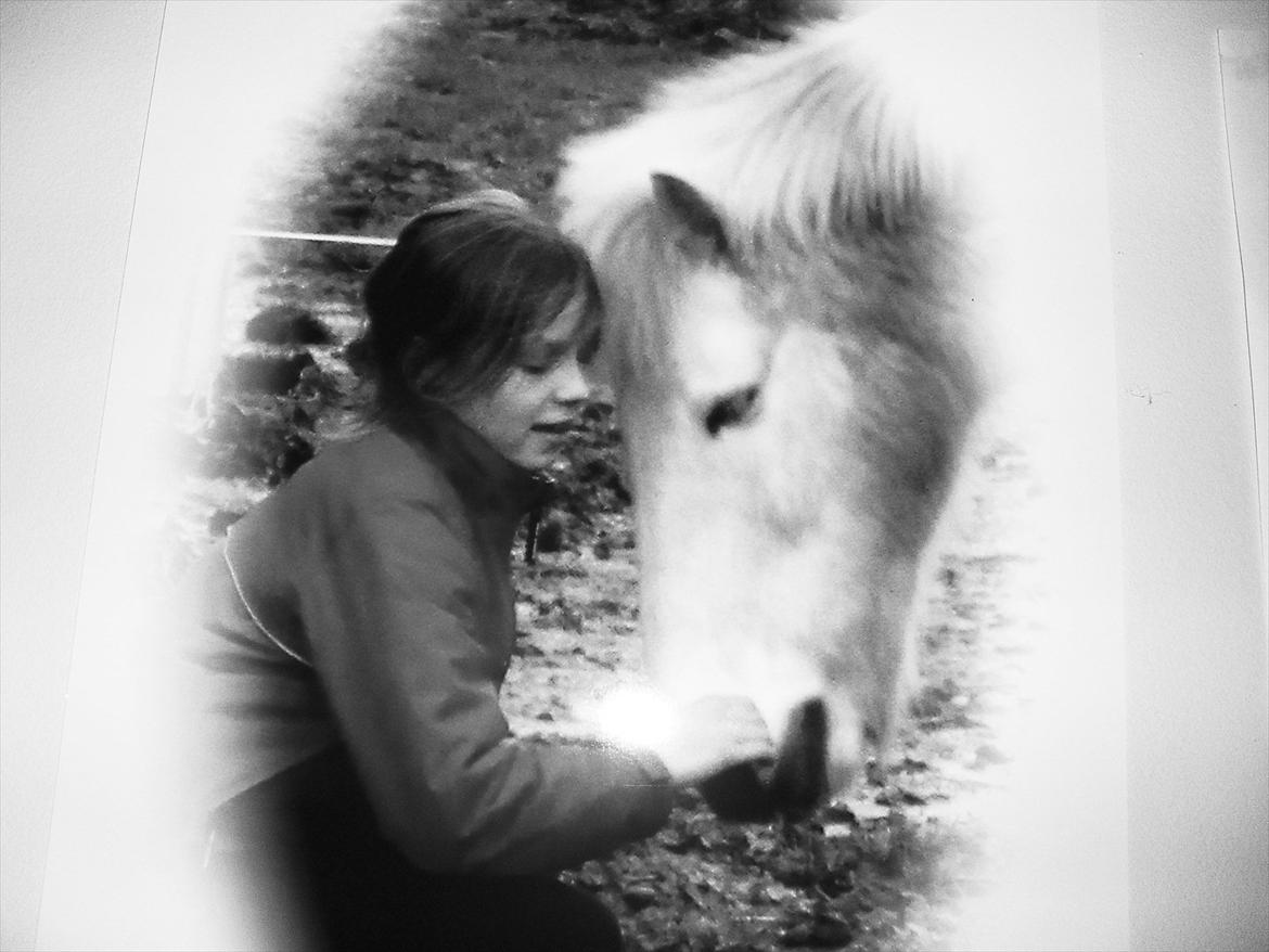 Welsh Pony (sec B) *Lille Hvid <3 R.I.P - <3 Foto: Bjørk Kiær billede 8