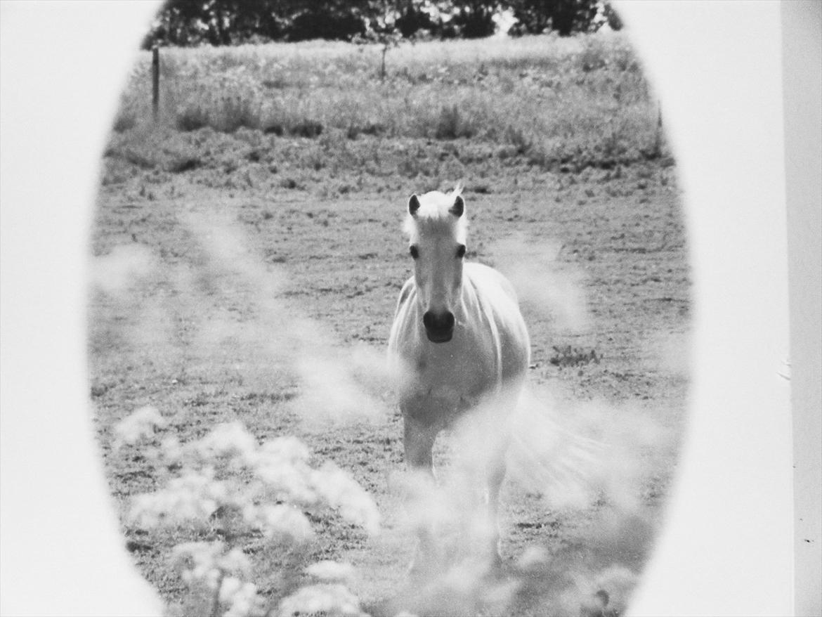 Welsh Pony (sec B) *Lille Hvid <3 R.I.P - Nurhh... <3 Foto: Anja vores nabo billede 9