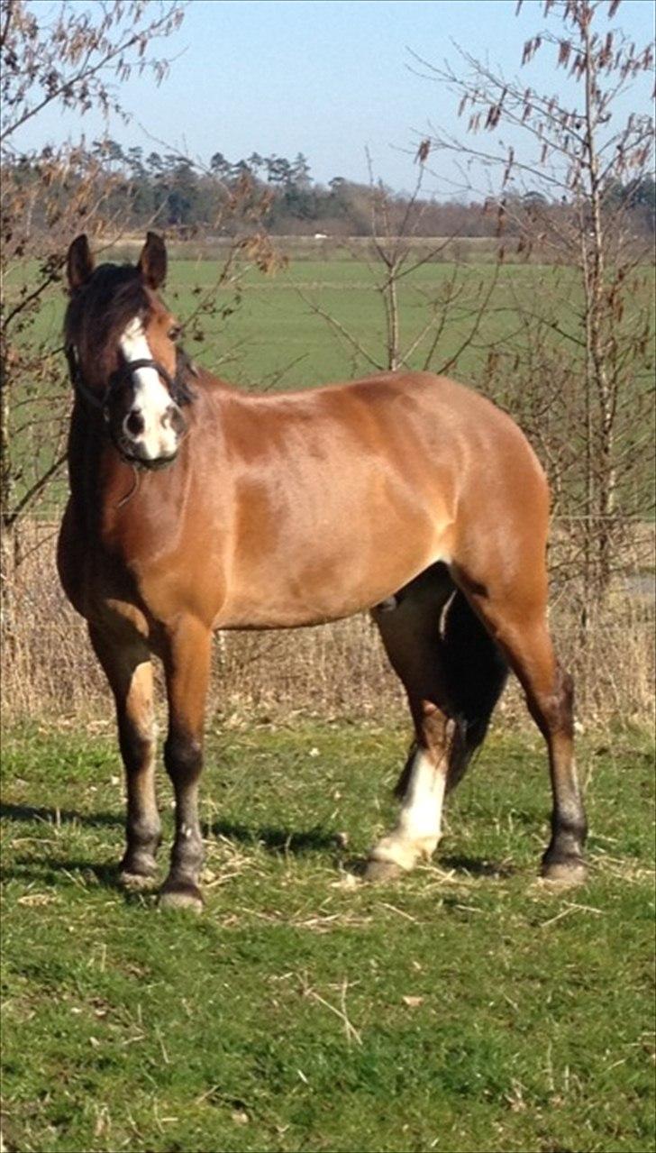 Welsh Cob (sec D) Fjordglimt Mr. Kennedy billede 7