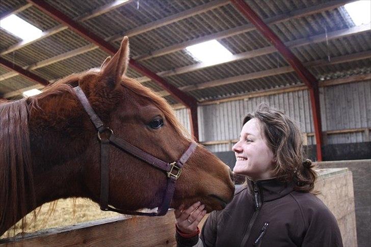 Arabisk fuldblod (OX) Finally Al-Bait OX 5493 SOLGT ! - fra den 11 marts 2012 
Foto taget af Rebecca Jakobsen billede 14