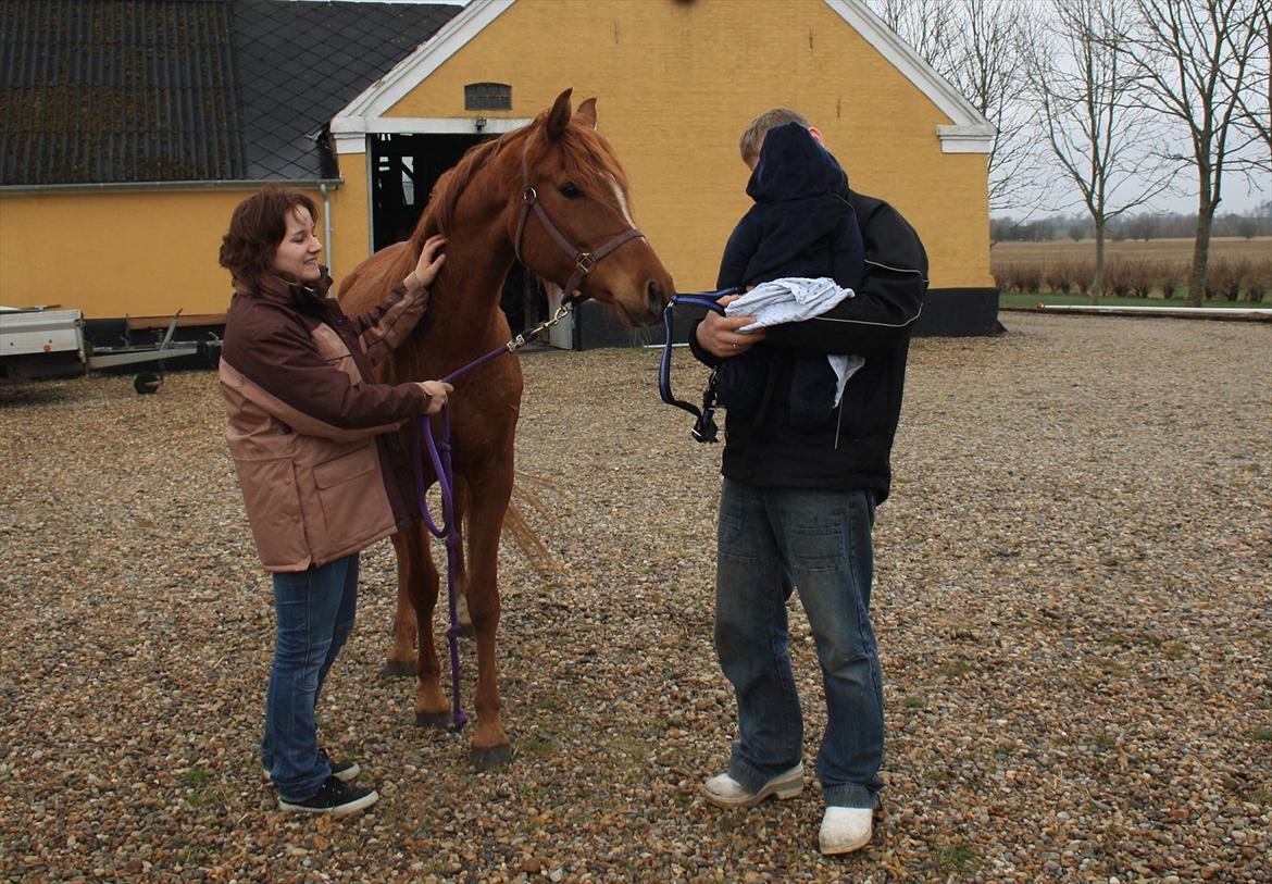 Arabisk fuldblod (OX) Finally Al-Bait OX 5493 SOLGT ! - Fra den 9 april 2012
Ankomst :D
Jeg, Finally, Min forlovede og vores dejlige dreng <3
foto taget af Rebecca Jakobsen billede 15