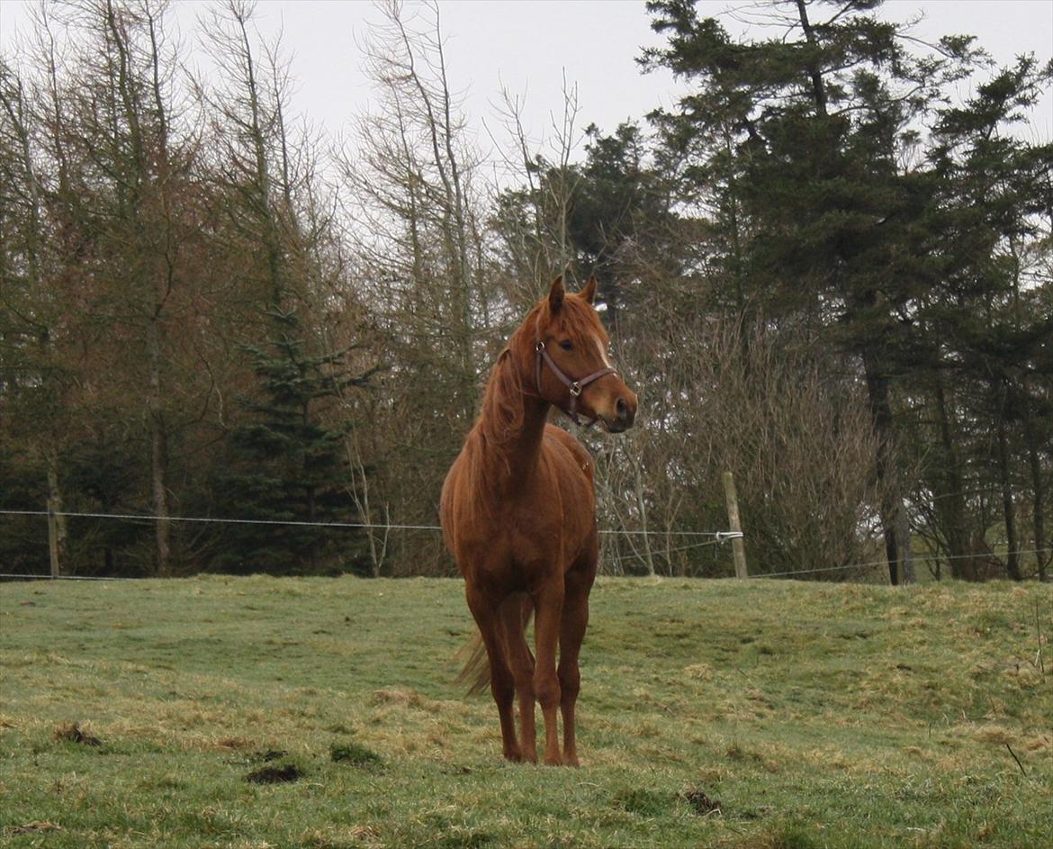 Arabisk fuldblod (OX) Finally Al-Bait OX 5493 SOLGT ! - Fra den 9 april 2012
Ankomst :D
På fold
foto taget af Rebecca Jakobsen billede 16