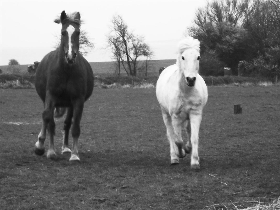 Welsh Pony (sec B) *Lille Hvid <3 R.I.P - Héh... Vores to heste i fuuuld galop! <3 Foto: Mig... :-D Og tak Fordi i kiggedde på Lille hvids profil! Smid gerne en kommentar eller en bedømmelse ;-D billede 12