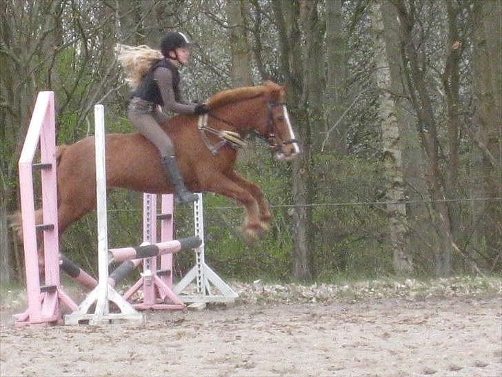 Anden særlig race Laban *Labbe* billede 17