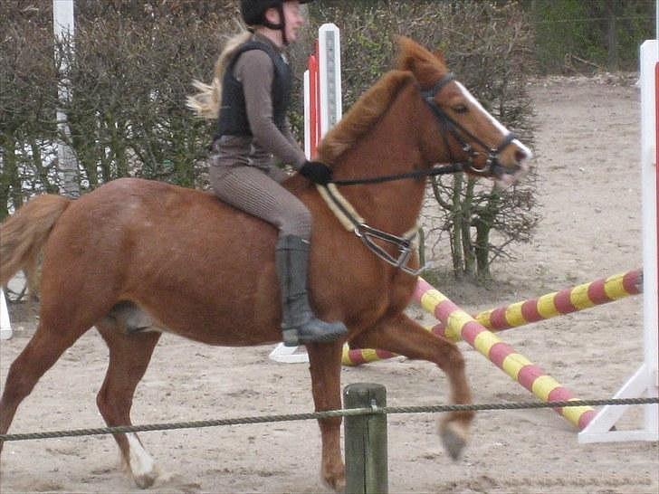 Anden særlig race Laban *Labbe* billede 19