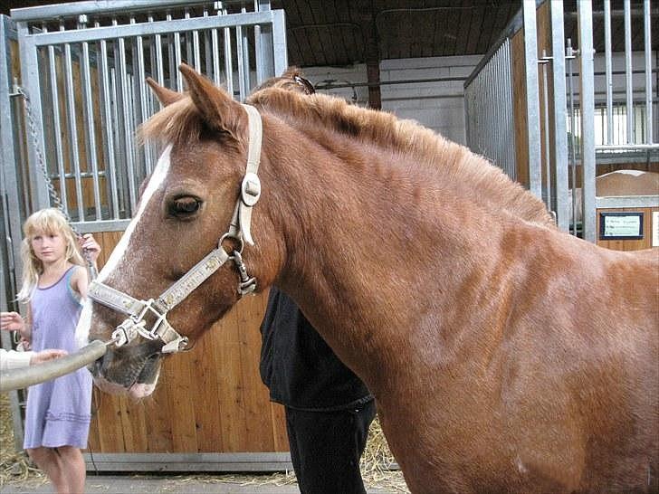 Anden særlig race Laban *Labbe* billede 20