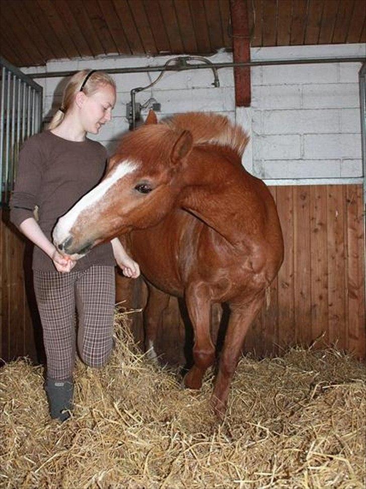 Anden særlig race Laban *Labbe* billede 18